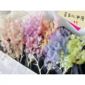 永生蓬萊松 壽松 擴香石 玻璃罩 花盅 盆花 胸花 擴香石 聖誕節 諾貝松 雪松 賀年 插花 大地農場 薰衣草 橡果