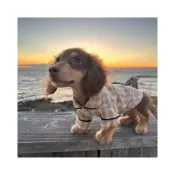 (店+)寵物奇城🐾🏚️ 臘腸狗專用衣服寵物狗狗長身短腿臘腸犬睡衣小狗貓咪小香風格子衫