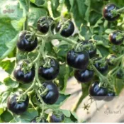 芒果蜜番茄 四季種植 庭院盆栽蔬菜水果種子大果牛心柿子香蕉西紅柿種子四季種植 口感好
