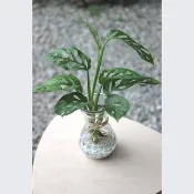 水培植栽│窗孔龜背芋_室內植物 辦公室盆栽 店內擺設