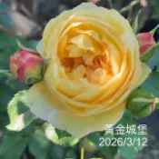 黃金城堡 小型蔓性 灌木 強香 多花《四季有花玫瑰園》玫瑰苗 玫瑰盆栽 嫁接樹玫瑰 月季棒棒糖