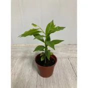 綠園-沉香樹-沉香-3寸盆