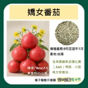 【台灣出貨 電子發票】嬌女番茄 種子 小型桃太郎番茄 菜籽 嬌女 番茄 空中花園藝世界