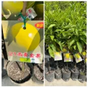 21兩大果 黃金果🟡矮化嫁接盆栽🟡快速產果+白肉大果+抗寒+高甜度 樹苗 果苗 矮化果樹 矮生盆栽 水果苗 黃金果