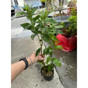草農媳婦周小姐 平戶杜鵑苗
