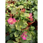 {頂上花藝} 變異畫報九重葛 / 不規則塊斑葉/ 雙漸層粉白色系花朵/ 花朵色調變化很活潑