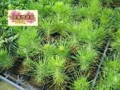 ╭＊田尾玫瑰園＊╯高級庭園樹-(黑松)3吋盆高25cm50元