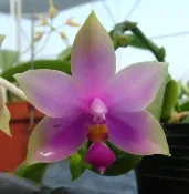 〈 永安蘭園 〉蘭花 蝴蝶蘭 瓶苗 P. violacea var sumatra (編號 FPha18201) 