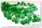 ◎花語人造花資材◎＊特價6尺3叉黃金葛藤蔓＊可垂掛~多葉片款~會場景觀~造景佈置
