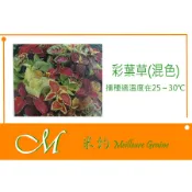 《Meilleur》彩葉草(彩虹,混色)種子 0.04g