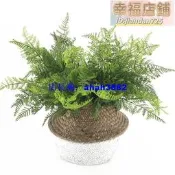 模擬蕨類綠植單枝洋蕨魚尾蕨草工程軟裝造景植物酒店花藝擺放蕨葉