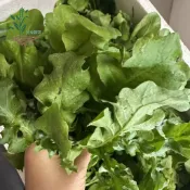 百花園藝 春採「護生草」！台灣原生美味「地菜」種子，陽台盆栽超好種，自採鮮嫩薺菜包餃子、煮湯，重現懷舊野菜好滋味！