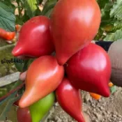 ✨芒果蜜番茄種子（當天發貨）四季種植 庭院盆栽蔬菜水果種子 西紅柿種子 大果牛心柿子香蕉聖女果種子 四季種植種籽