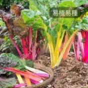 現貨 新種 彩虹甜菜種子（250粒）四季種植 瑞士甜菜種子 彩虹菠菜 彩虹甜菜 美國菠菜 蔬菜種子 連續采摘 補血菜