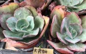 花花世界_多肉植物*大秀妍 *-大葉秀妍-初吻/3吋盆/單株/高5cm/MA