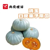 青玉白皮栗子南瓜 【興農種苗】栗子南瓜 南瓜種子 約5粒/包 產地日本 原包裝種子