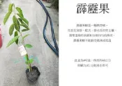 心栽花坊-霹靂果/水果苗/售價200特價180
