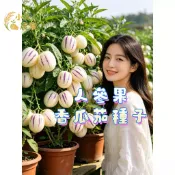 現貨隔日寄 人參果種子 香瓜茄種籽長壽果籽 香瓜梨  家庭果樹 陽台盆栽 高產 多年生 四季播種 自種盆栽水果