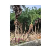 (店+)花森好市-大樹喬木羅比親王椰子(土球株)-羅比親王海棗-肉身約2米 總高約2.1~2.2米無法超取