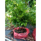 卉迎園藝 四季早生樹葡萄 3吋盆 高度40到50公分 單價100元 超商ㄧ箱可裝10棵 宅配ㄧ箱可裝25棵