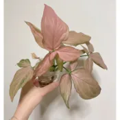 🔸水培植物/斑葉合果芋/姬龜背/銀劍蔓綠絨/銀斑葛/銀后粗肋草/虎尾蘭/洞洞蔓綠絨/迷彩黛粉葉/