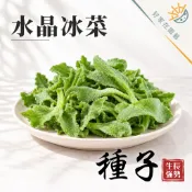 水晶冰菜種子🔥數量約600粒🔥水晶冰花 日本冰菜 蔬果種子 四季播種 蔬菜種植 蔬菜種子 陽台種菜