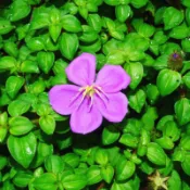 小園丁-蔓性野牡丹（枝條）可做地被植物 枝條約10公分