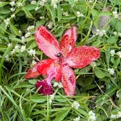嘉德麗亞蘭花胸針 斑紋版/真花飾品/蘭花飾品