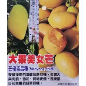 ☆麻絲園種苗☆ 新興果樹/美女芒－芒優吉大果品種