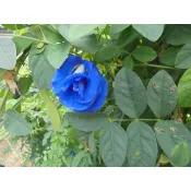 蝶豆花. 蝶豆--種子1粒1元....多辦./單辦