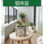 【滿額免運】貓咪盆 造型盆 可愛盆 生活家飾 陶盆 蘭花盆 多肉花盆 仙人掌花盆 陶瓷花盆 盆栽 盆器  綜一園藝