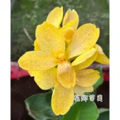 《花鄉園藝》美人蕉、黃色、矮種