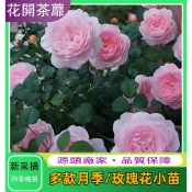 🌷自家種植🌷  各種月季玫瑰花小苗 46款 月季 種苗 豐花微型 月季 玫瑰庭院陽臺花卉 薔薇爬藤玫瑰 圖片僅供參考
