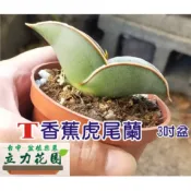 T香蕉虎尾蘭 藍香蕉 胖香蕉 1~3吋盆 裸根中小苗  虎尾蘭 花苗 台中 立力花園 5吋盆大苗900元.需要的可詢問