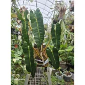 橘柄蔓綠絨 上板穩根 觀葉植物