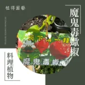 植得｜魔鬼毒蠍椒｜料理植物