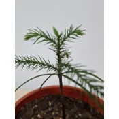 🌿【小葉南洋杉｜三吋盆精品樹苗】療癒系綠植 × 空間質感提升首選 × 聖誕樹