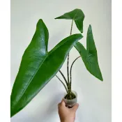 斑馬 觀音蓮  Alocasia Zebrina 雨林 觀葉 斑葉 網紅 IG 室內 植物 小李植栽