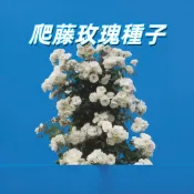 【爬藤玫瑰種子】 藤本月季 爬牆花卉 庭院花牆 陽台盆栽 多花勤花 易種活 四季觀花 園藝綠化 居家裝飾 好養新手適用