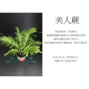 心栽花坊-美人蕨/富貴蕨/3吋/蕨類/觀葉植物/綠化植物/特價60