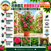 現貨🌹【爬藤玫瑰花苗】🌹 不怕養不活｜水培土栽自由選玫瑰花苗帶葉子 薔薇藤 月季花苗 玫瑰花苗  濃香型盆栽