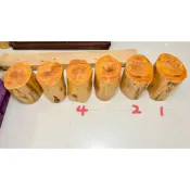 ☆後山爸檜木原木手作坊☆台灣一級木黃檜（扁柏）整根奇木天然造型超美，未封底讓原木迷人檸檬香氣四溢