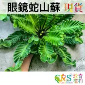 眼鏡蛇 山蘇 響尾蛇 山蘇 皺葉鳥巢蕨 眼鏡蛇 鳥巢蕨 極皺山蘇 皺葉雀巢蕨﹝珍奇植物 CarnivoRUs﹞