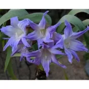 【G.L.魔仙園多肉植物】藍色孤挺花 Worsleya procera(請先看說明)