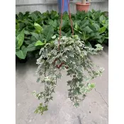花園植物工坊♥藤蔓植物♥白斑常春藤♥5/6吋♥