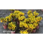 (店+)花森好市-綠籬植物**金手指變葉木**5-6吋盆/高20-30公分/是觀葉植物的佳品/MA