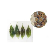 (店+)【蔬菜之家】G57.山野小苦瓜.山苦瓜種子1顆果菜類 種子 苦瓜 種子 蔬菜種子