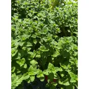 【植物】薄荷 薄荷 居家盆栽、3.3寸軟盆 觀賞與多用途的植物