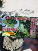 李家果苗 扁食檸檬 台灣香檬 嫁接苗 日本長壽之果 單價200元 買8棵免運費