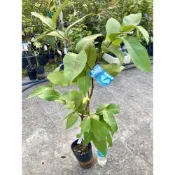 蓮霧苗 巧克力蓮霧 大果 樹苗 盆栽 泰國 飛彈 黑珍珠 黑金剛 長白 香白玉 青鑽石 香水巴掌 紅巴掌 翡翠 黑糖LV